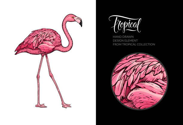 Vector pink flamingo isolated on white background. Tropical hand-drawn exotic bird. Flamingo illustration for summer poster, wallpaper, textile design, beach party decoration, logo. For print and web.