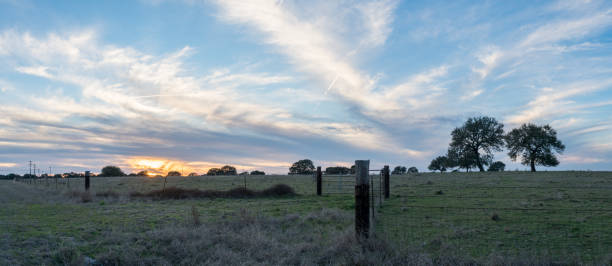 imagen panorámica de hierba verde con valla de barbwire alrededor de ella en sunset - south texas fotografías e imágenes de stock