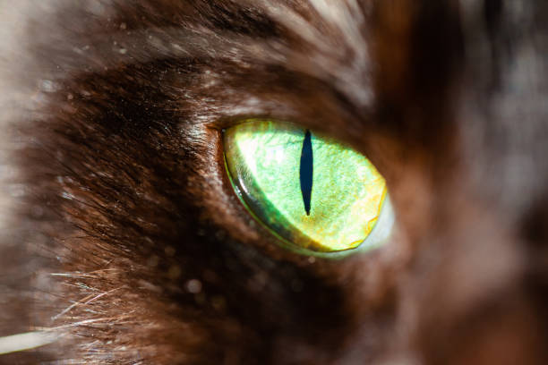 istock green cat eye with narrow pupil, macro 1138051329