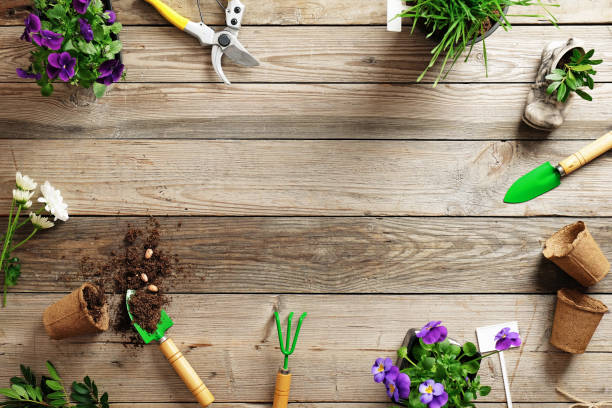 Gardening border composition with various flowers plant and garden tools on wooden background, flat lay, top view, copy space for text Gardening border composition with various flowers plant and garden tools on wooden background, flat lay, top view, copy space for text. overcasting stock pictures, royalty-free photos & images