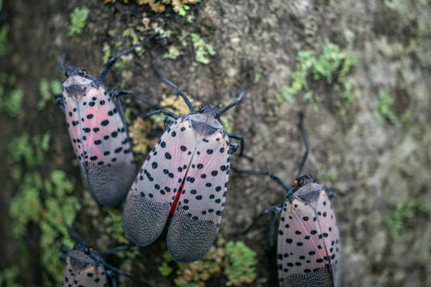 Spotted lanterfly, on Tree of Heaven, Berks County, Pennsylvania Close-up of spotted lanternfly on tree of heaven, Berks County, Pennsylvania Lanternfly stock pictures, royalty-free photos & images