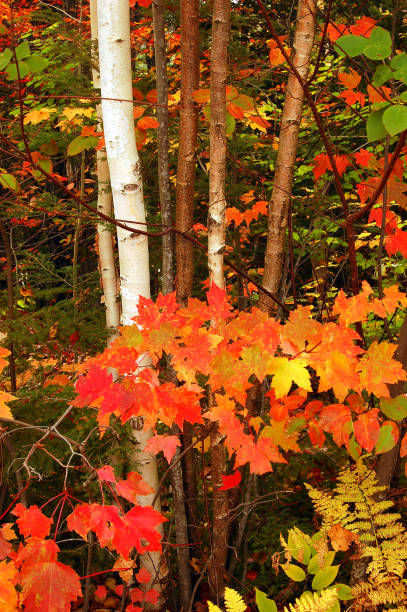 istock Bright and Brilliant Autumn foliage 1138053801