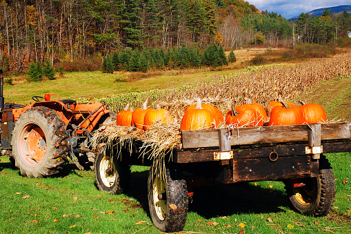 Pumpkins on a flat bed trailer at a road side farm