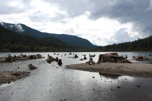 istock Tree stumps on the lake show deforestations effect in Washington state. 1138053854