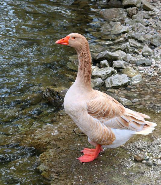 Close-up of an American Buff Goose standing at the edge of the river at Harrison Park in Owen Sound