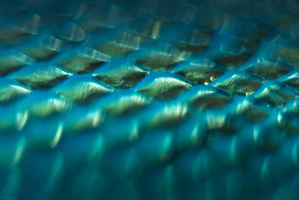 istock Blurred snake skin background. Bokeh. Holographic texture. 1138056726