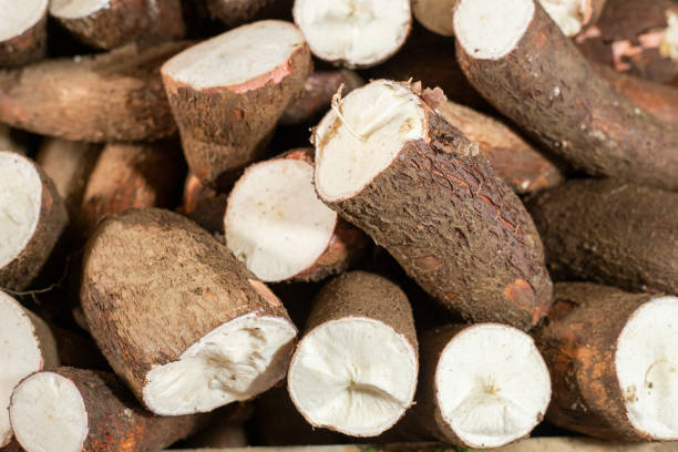 istock stack of yucca in the market square 1138056806