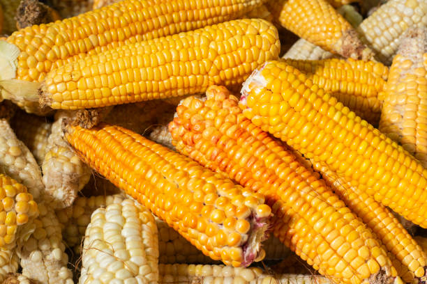 istock pile of corn cobs in the market 1138058156