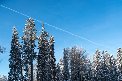 Snow Covered Forest fresh pine trees on a sunny morning - Snow covered pine trees in Santa Fe , New Mexico