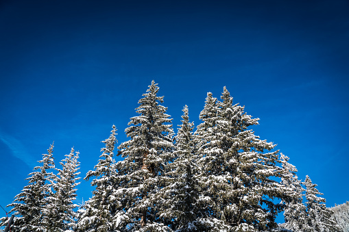 Snow Covered Forest looking up at a blue sky with snow covering trees