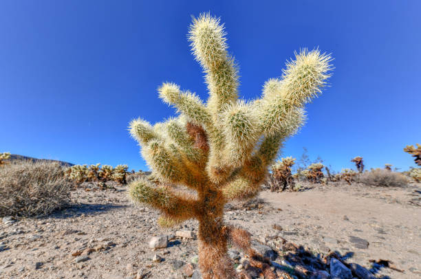 Cholla Cactus Garden at Joshua Tree National Park in California.