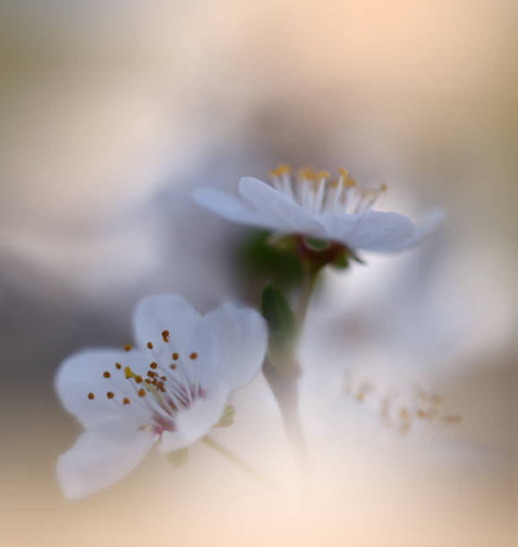 Apple Tree, Backgrounds, Banner - Sign, Beauty In Nature,Flowers hermosa naturaleza fondo. colorido artístico wallpaper. natural macro fotografía. belleza en la naturaleza. arte floral creativo. vista de cierre de la naturaleza. espacio difuminado para el texto. diseño abstracto de spring white flowers. art.