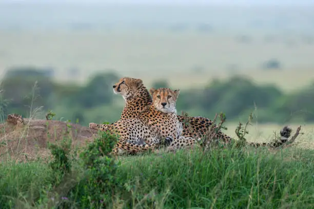 Photo of Two Cheetahs relaxing after a long walk at Masai Mara Game Reserve,Kenya,Africa