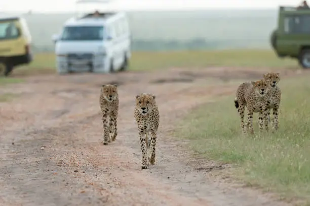 Photo of Coalition Brothers cheetahs at Masai Mara Game Reserve,Kenya,Africa