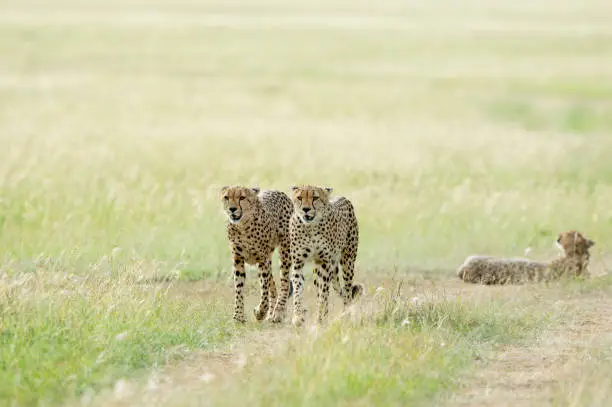 Photo of Coalition Brothers cheetahs searching for hunt at Masai Mara Game Reserve,Kenya,Africa