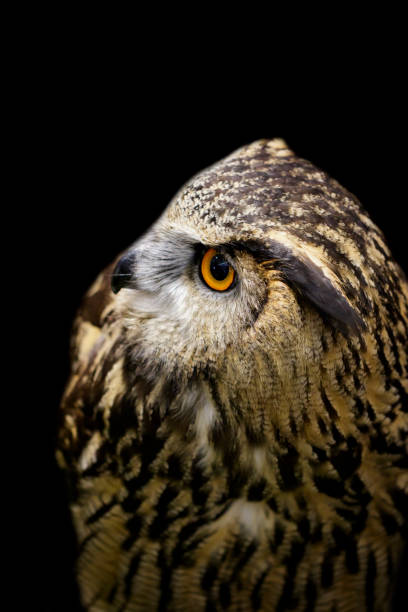 istock Image of an owl on black background. Birds. Wild Animals. 1138063443