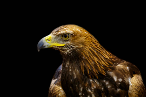 istock Image of golden hawk on black background. Birds. Wild Animals. 1138063452