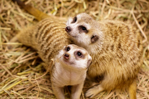 istock Image of meerkat (Suricata suricatta) on nature background. Wild Animals. 1138063455