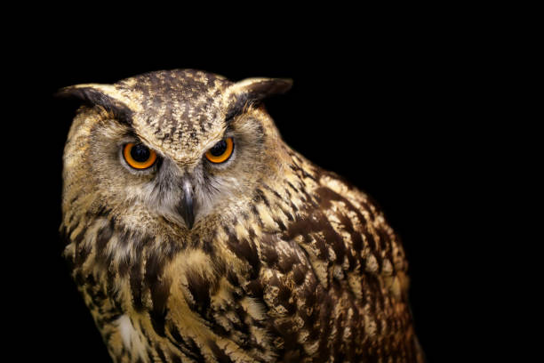 istock Image of an owl on black background. Birds. Wild Animals. 1138063456