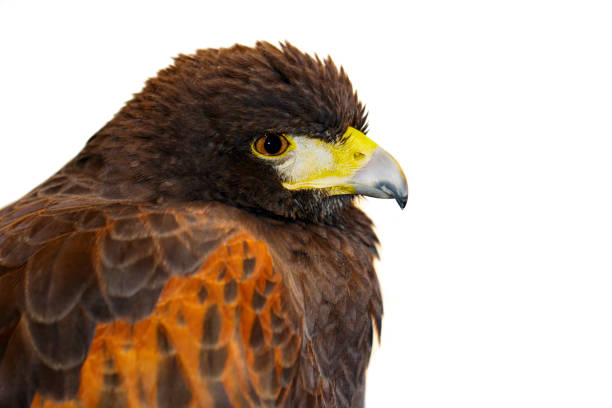 istock Image of red hawk on white background. Birds. Wild Animals. 1138063461