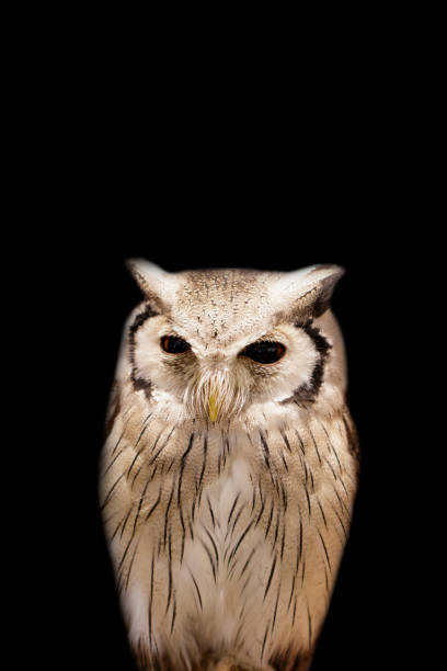 istock Image of an owl on black background. Birds. Wild Animals. 1138063466