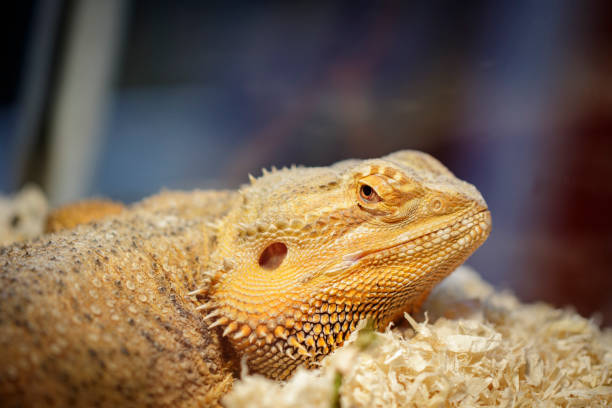 istock Image of a lizard head on nature background. Reptile. Animals. 1138063476
