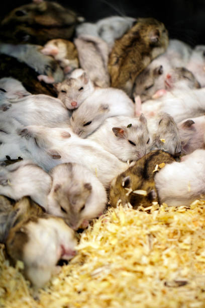 istock Image of hamster is sleeping together. Pet. Animals. 1138063478