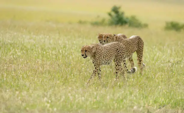 Photo of Three cheetahs at Masai Mara Game Reserve,Kenya,Africa