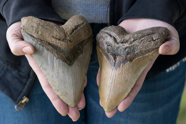 Two Large Prehistoric Megalodon Shark Teeth stock photo