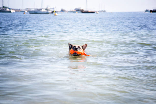 rockingham beach chiens - dog retrieving german shepherd pets photos et images de collection
