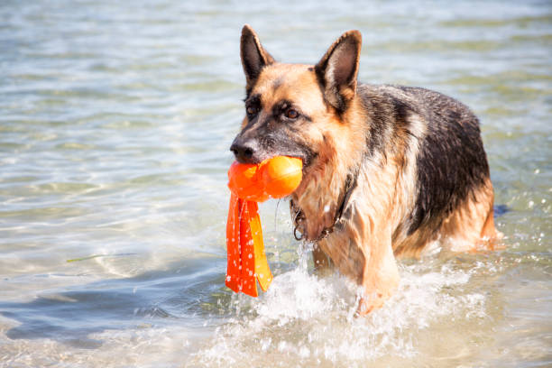 rockingham beach psy - dog retrieving german shepherd pets zdjęcia i obrazy z banku zdjęć