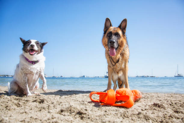 rockingham beach dogs - german shepherd dog toy sitting imagens e fotografias de stock