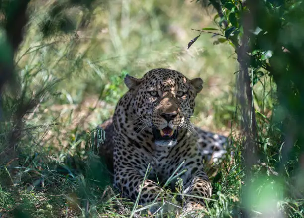 Photo of Leopard sitting below the tree at Masai Mara Game Reserve, Kenya,Africa