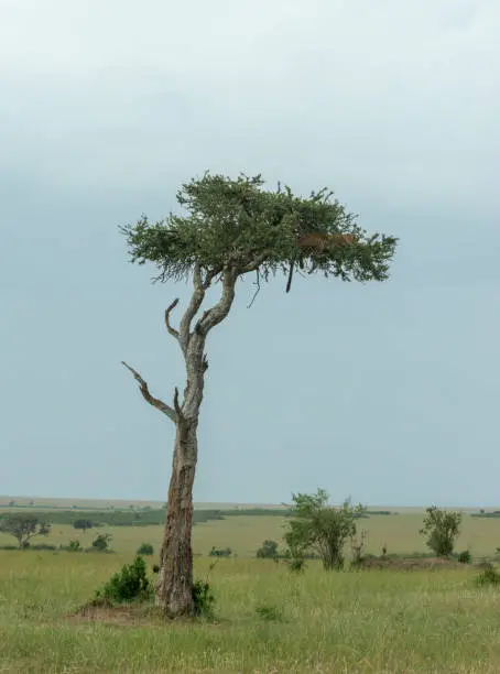 Photo of Leopard sitting on acacia Tree at masai Mara Game Reserve,Kenya,Africa