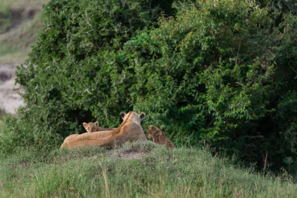 Photo of Lioness and two cubs at Masai Mara Game Reserve,Kenya,Africa