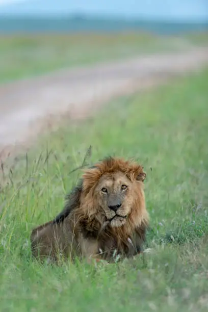 Photo of Male Lion seating next to Safari Trail at Masai Mara Game Reserve,Kenya,Africa