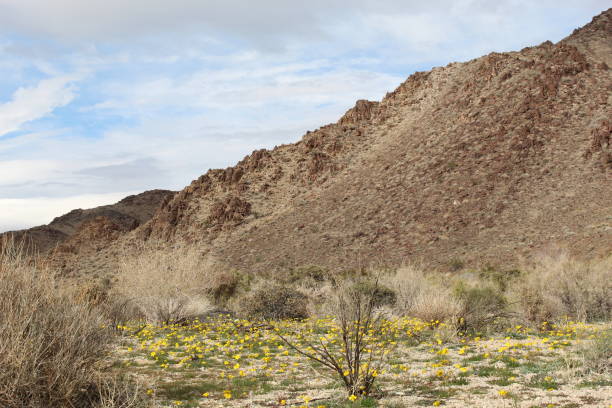 istock WAITING WILDFLOWERS - JOSHUA TREE NATIONAL PARK - 020119 E 1138069868