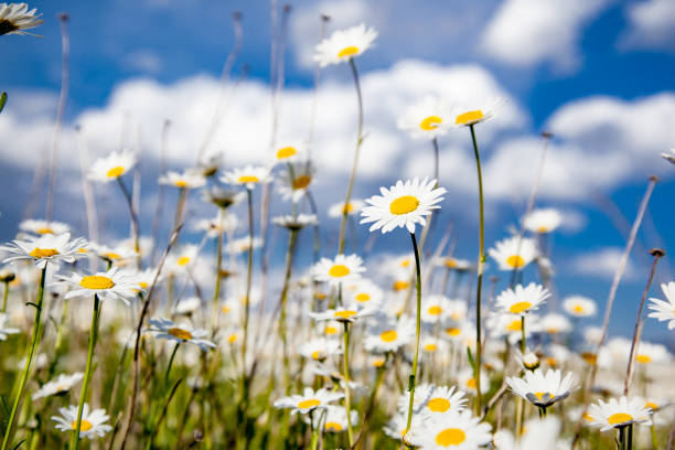 istock beautiful chamomile in the nature 1138071033