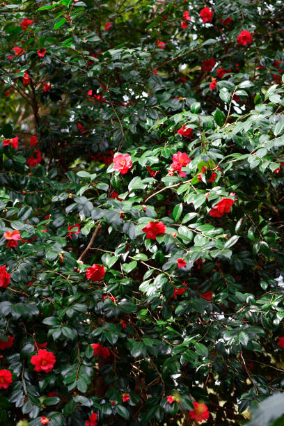 istock Camellia flowers in full bloom 1138071679