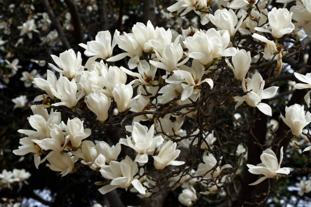 fiori di magnolia in fiore in primavera - plant white magnolia tulip tree foto e immagini stock