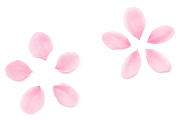 istock Japanese pink cherry blossom petal isolated on white background 1138073123