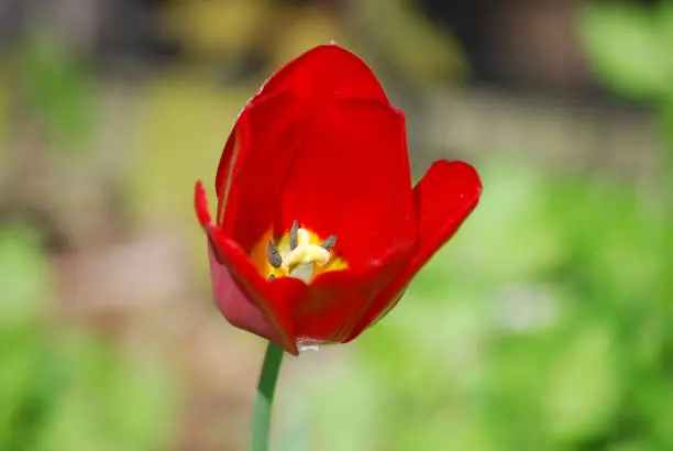 Pretty flowering bright red tulip flower blossom.