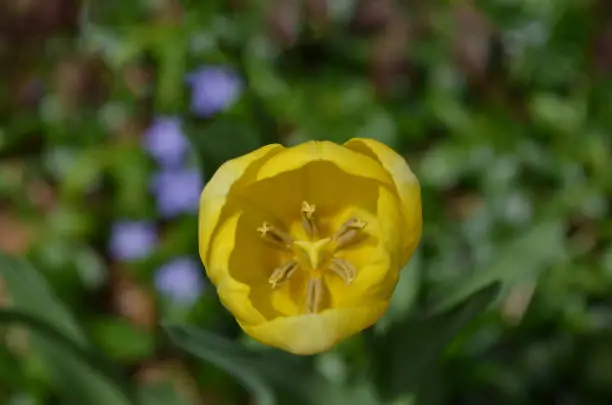 Gorgeous flowering yellow blooming tulip blossom.