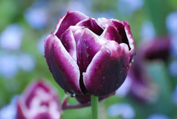 Dew drops on the petals of a purple flowering tulip.