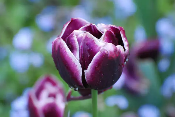 Pretty perfect purple tulips with water drops on the tulip petals.