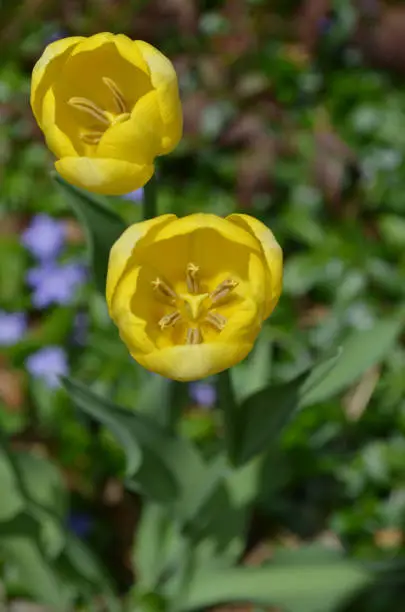 Flowering pretty pair of blooming yellow tulips.