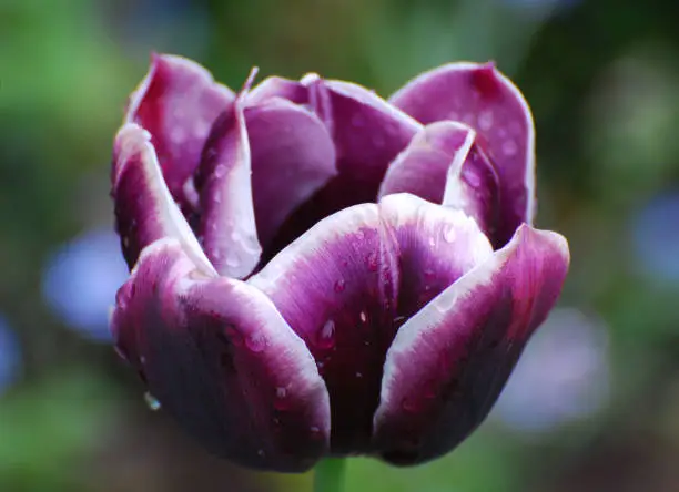 Very pretty purple tulip with raindrops on the petals.