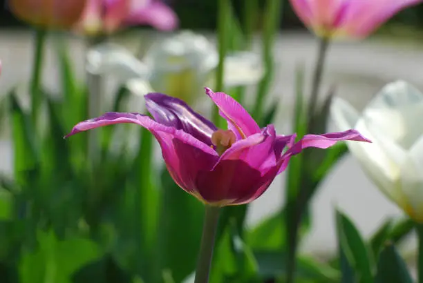 Purple tulip with spikey petals in a garden.