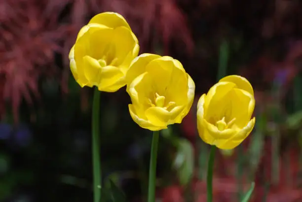 Very pretty flowering yellow tulip trio in a garden.