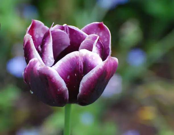 Dew drops on the petals of a purple tulip flower blossom.
